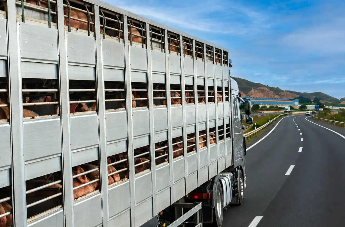 animal truck transport